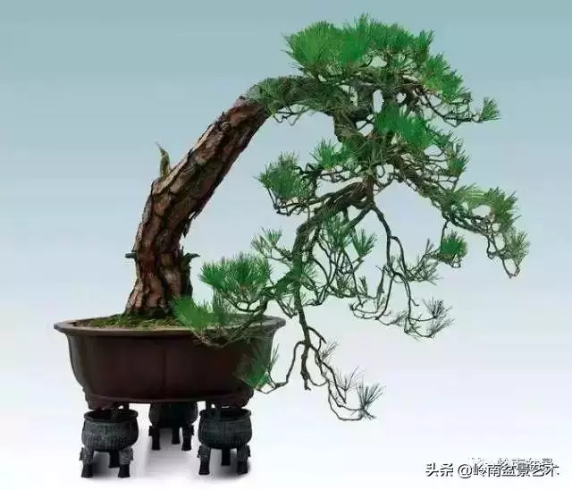 玩樹不玩松,到老一場空?
