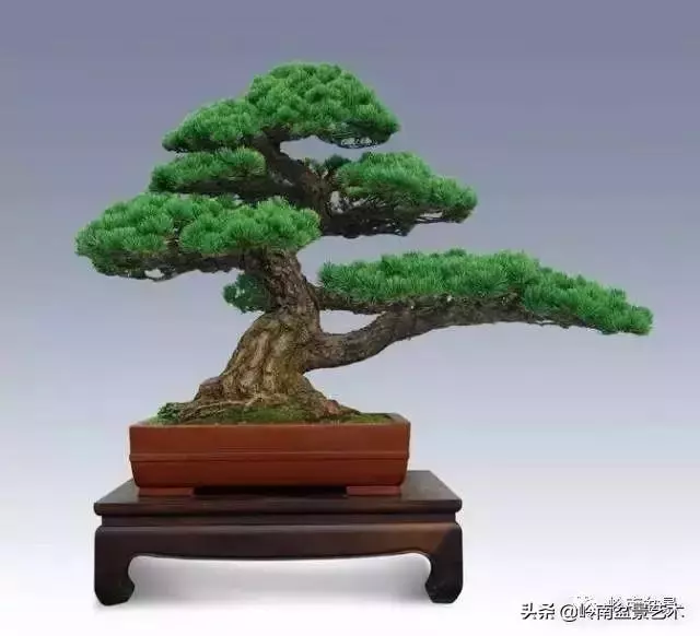 玩樹不玩松,到老一場空?