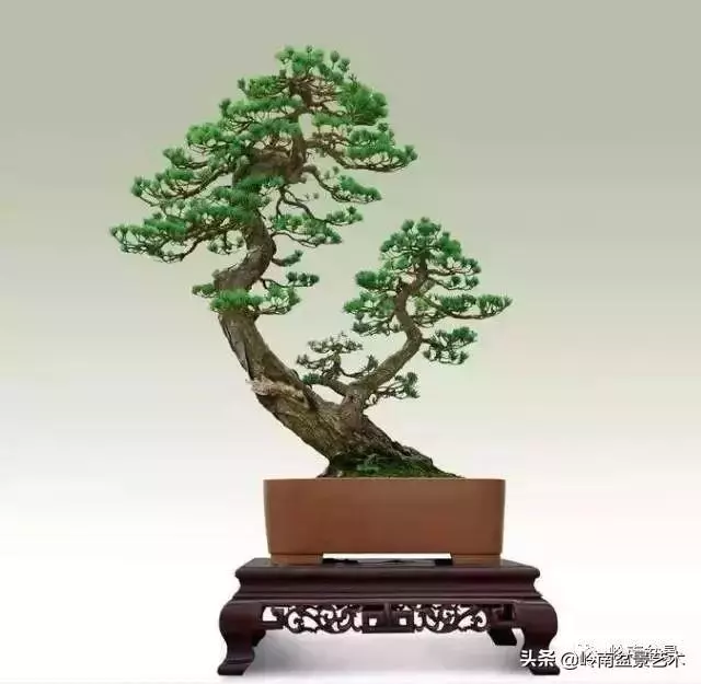 玩樹不玩松,到老一場空?