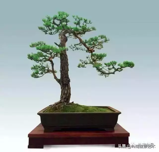 玩樹不玩松,到老一場空?