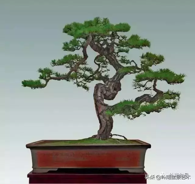 玩樹不玩松,到老一場空?