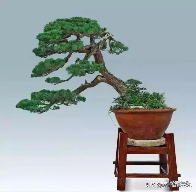 玩樹不玩松,到老一場空?