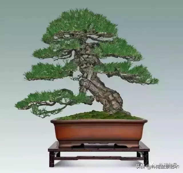 玩樹不玩松,到老一場空?