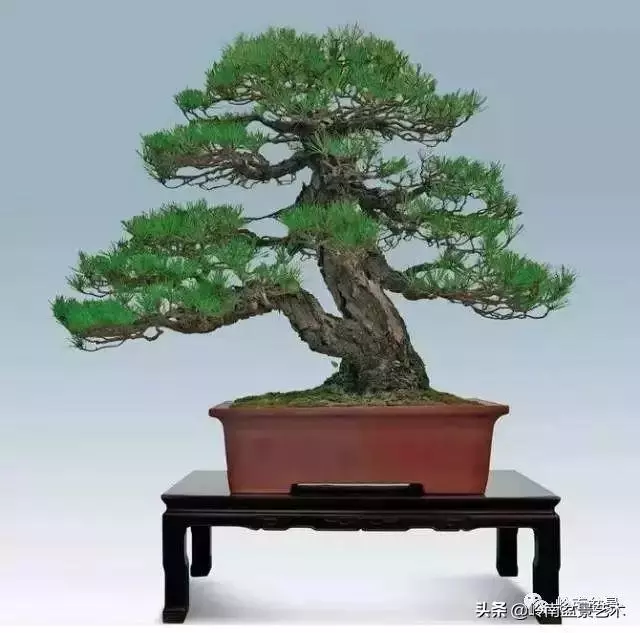 玩樹不玩松,到老一場空?