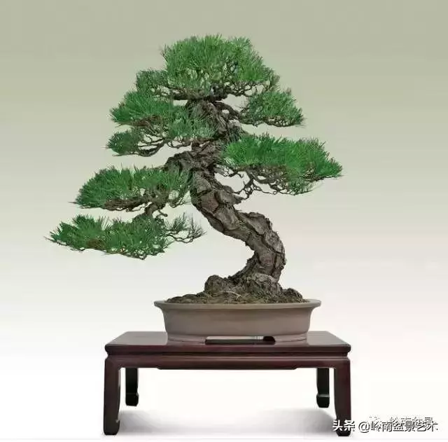 玩樹不玩松,到老一場空?