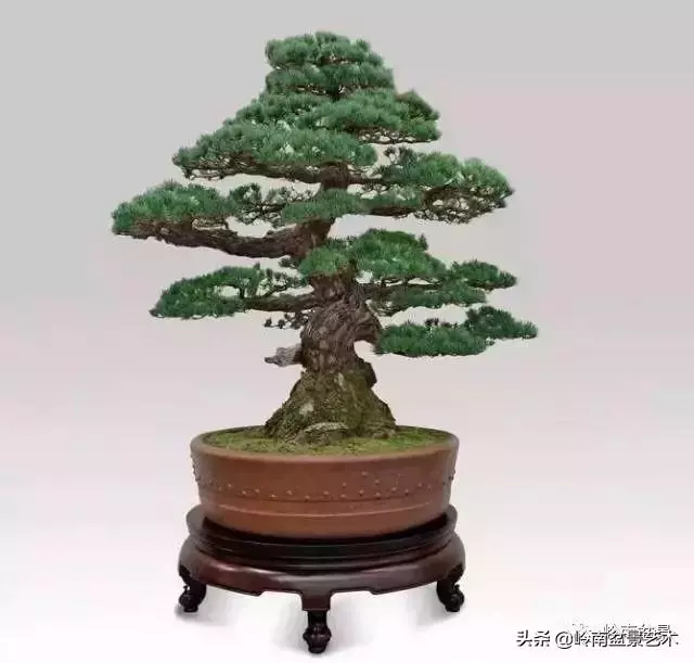 玩樹不玩松,到老一場空?