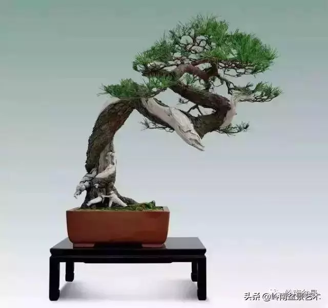 玩樹不玩松,到老一場空?