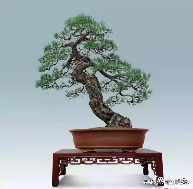 玩樹不玩松,到老一場空?
