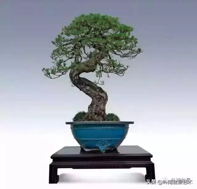玩樹不玩松,到老一場空?