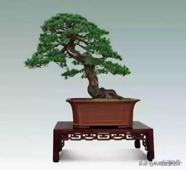 玩樹不玩松,到老一場空?