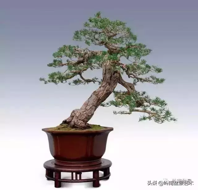 玩樹不玩松,到老一場空?