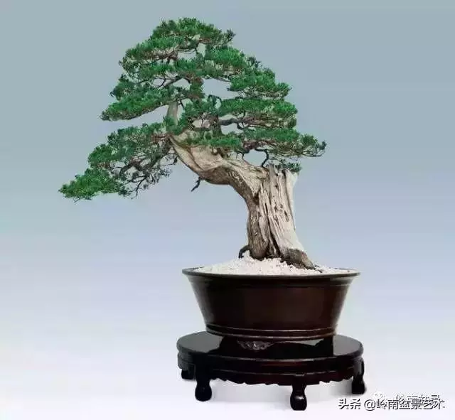 玩樹不玩松,到老一場空?