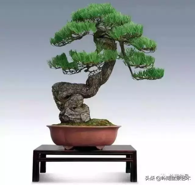 玩樹不玩松,到老一場空?