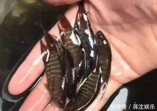 小伙溪里捉到這種魚,嫌棄太小準備喂鴨子,鄰居看到後急忙制止他 !