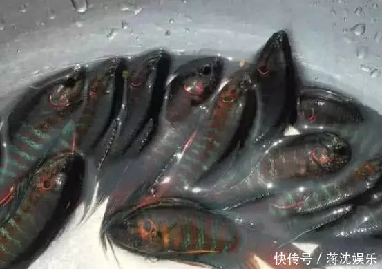 小伙溪里捉到這種魚,嫌棄太小準備喂鴨子,鄰居看到後急忙制止他 !