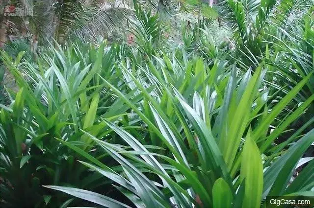 香茅草加香蘭葉,原來功效那麼好,有尿酸和關節炎的朋友可要關注哦