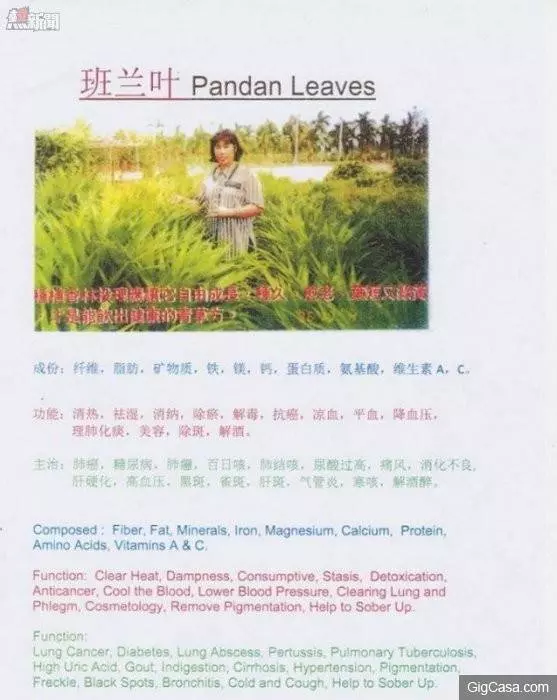 香茅草加香蘭葉,原來功效那麼好,有尿酸和關節炎的朋友可要關注哦