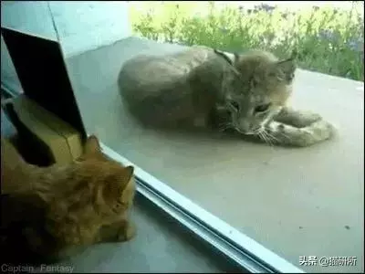 闢謠:貓咪喜歡看窗外就是想出去?也許它看到了……