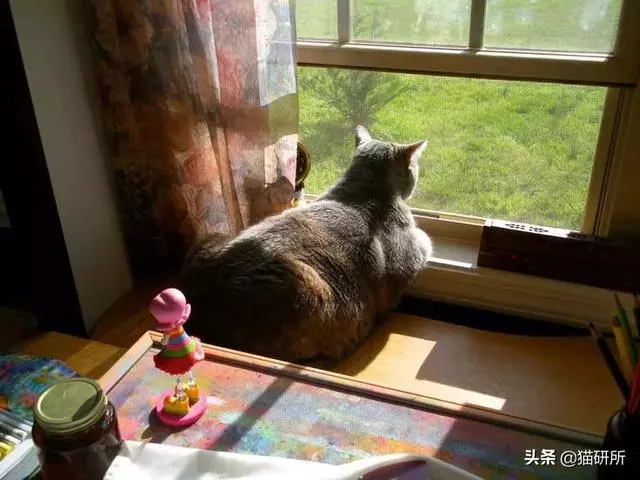 闢謠:貓咪喜歡看窗外就是想出去?也許它看到了……
