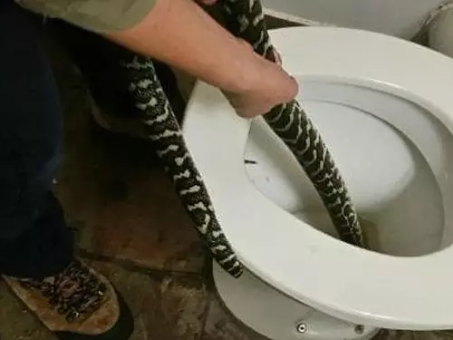 摸黑上廁所 女子遭蟒蛇咬屁屁 !