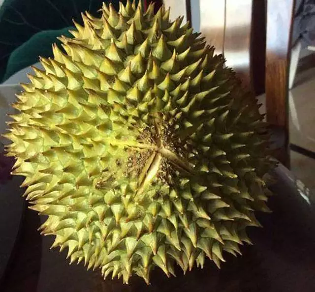 榴槤前業者爆內幕:千萬別吃貓山王!原來背後竟然有這麼多骯髒手段?!