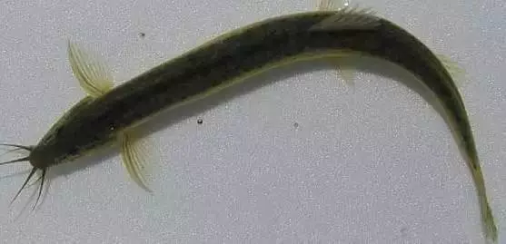 八大靈性動物,不可殺,不可食,要是進家中,預示是「吉兆」