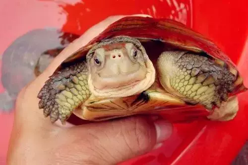 八大靈性動物,不可殺,不可食,要是進家中,預示是「吉兆」