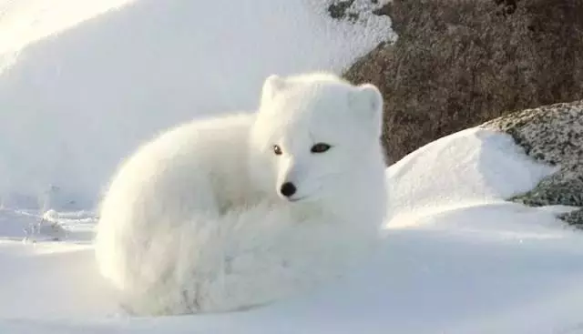 八大靈性動物,不可殺,不可食,要是進家中,預示是「吉兆」