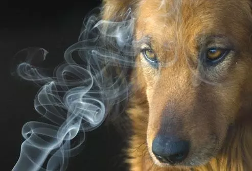 你在家裡抽的一根煙,都是對狗狗的傷害