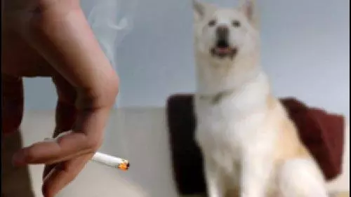 你在家裡抽的一根煙,都是對狗狗的傷害