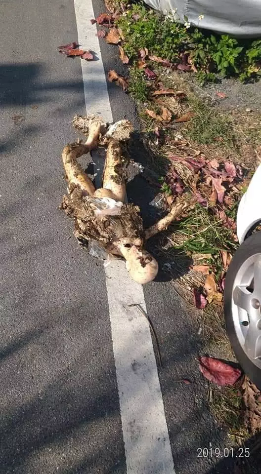 替代役兄弟打掃街道,竟在落葉堆裡發現駭人的第一現場…社員:嚇死人!!