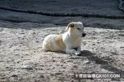 士兵在戰場上丟了幾塊牛肉乾給一隻孤僻的流浪狗…沒想到竟從此改變了他的生活!