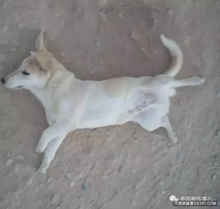 士兵在戰場上丟了幾塊牛肉乾給一隻孤僻的流浪狗…沒想到竟從此改變了他的生活!