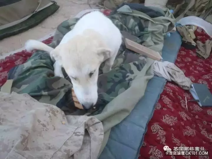 士兵在戰場上丟了幾塊牛肉乾給一隻孤僻的流浪狗…沒想到竟從此改變了他的生活!