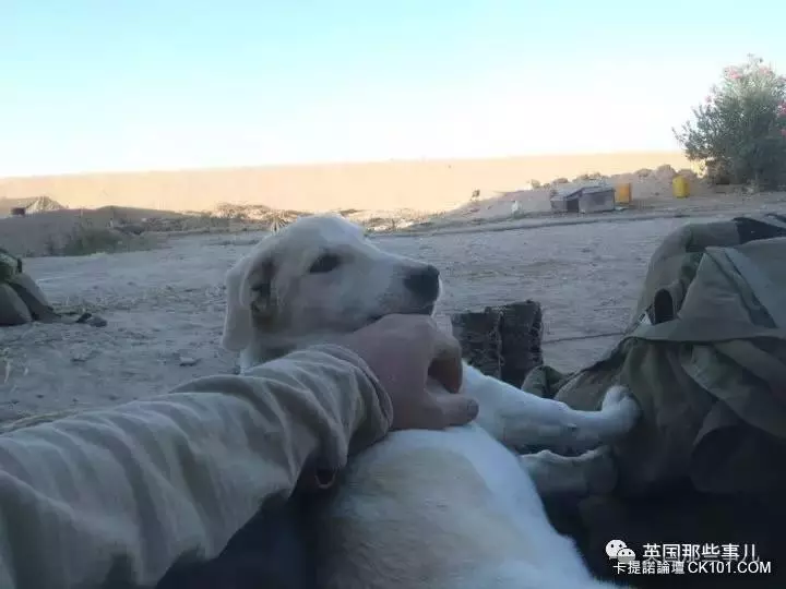 士兵在戰場上丟了幾塊牛肉乾給一隻孤僻的流浪狗…沒想到竟從此改變了他的生活!