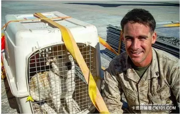 士兵在戰場上丟了幾塊牛肉乾給一隻孤僻的流浪狗…沒想到竟從此改變了他的生活!