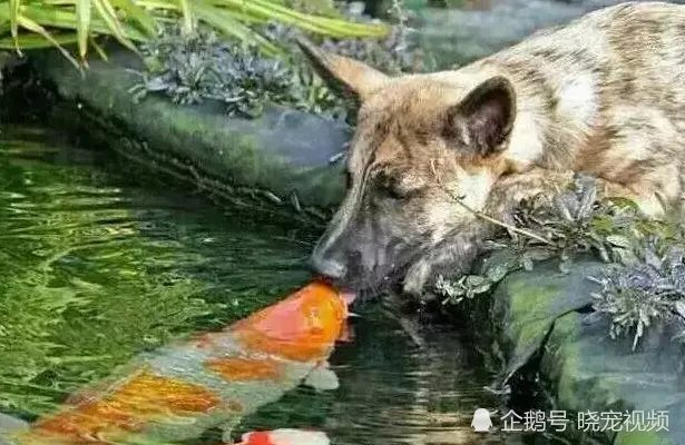狗狗每天都往池塘邊跑,女孩好奇跟蹤,看到眼前這一幕傻眼了!