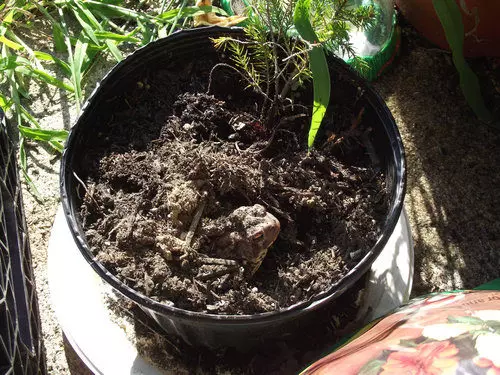 到底在哪裡?24張把你嚇到差點想報警的「毛孩跟你玩躲貓貓」爆笑萌照
