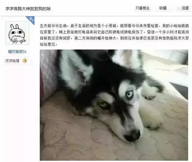 哈士奇拆家將電線咬斷,結果被電暈了