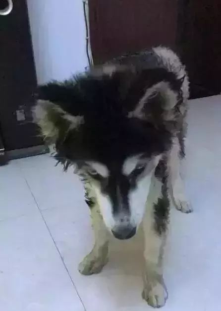 哈士奇拆家將電線咬斷,結果被電暈了