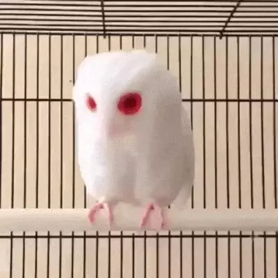 23個「上帝忘記給予顏色」的白化症動物 全白孔雀完全是神話裡的仙獸!
