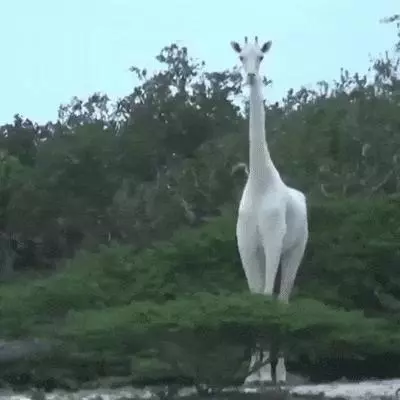 23個「上帝忘記給予顏色」的白化症動物 全白孔雀完全是神話裡的仙獸!