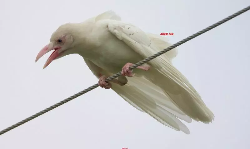 23個「上帝忘記給予顏色」的白化症動物 全白孔雀完全是神話裡的仙獸!