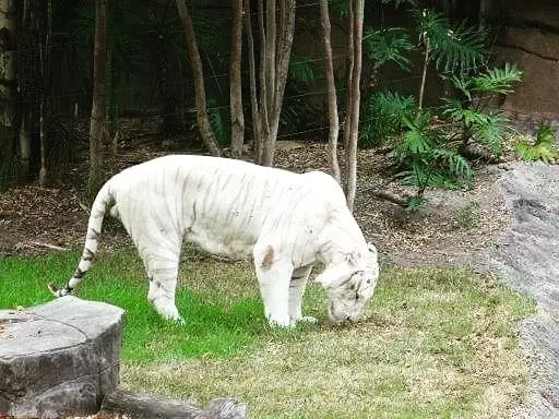 23個「上帝忘記給予顏色」的白化症動物 全白孔雀完全是神話裡的仙獸!