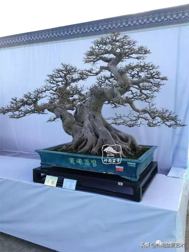 要霸氣側露,玩好根盤是關鍵!