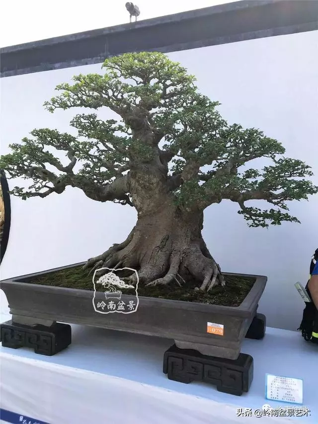要霸氣側露,玩好根盤是關鍵!