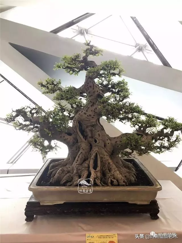要霸氣側露,玩好根盤是關鍵!
