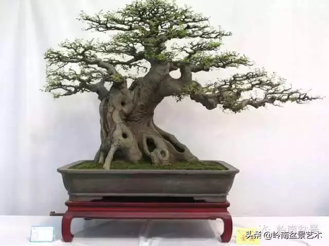 要霸氣側露,玩好根盤是關鍵!