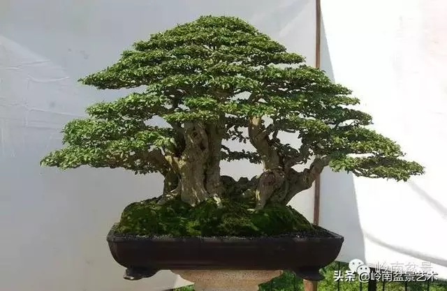 要霸氣側露,玩好根盤是關鍵!