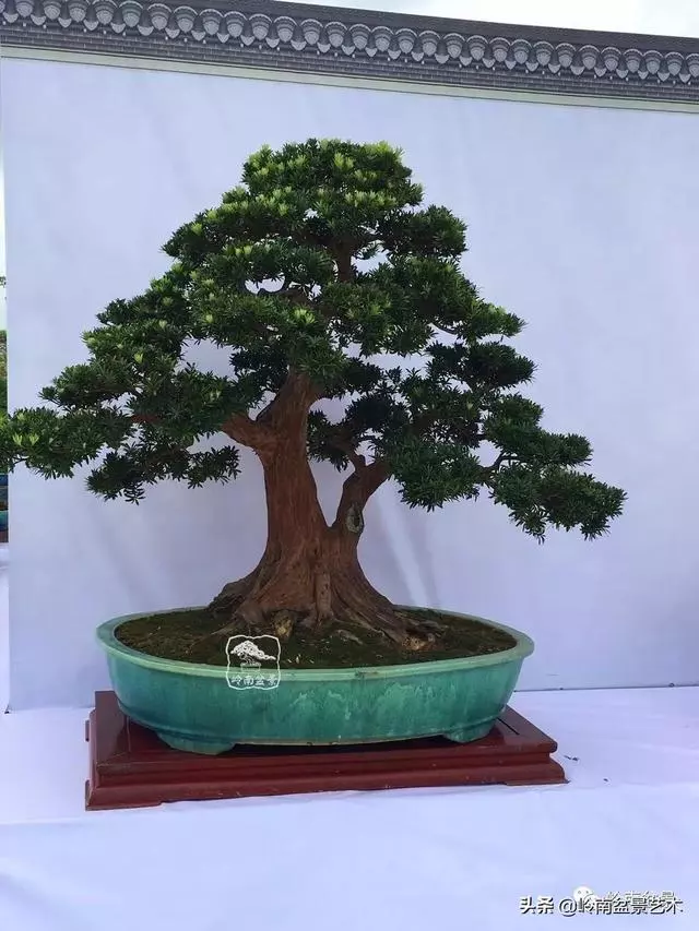 要霸氣側露,玩好根盤是關鍵!